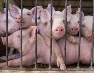 Живець свиней подорожчав до 35-37 грн.