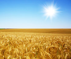 Туреччина не зможе замінити українською пшеницею половину імпорту російського зерна
