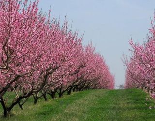 Весняні заморозки пошкодили у Криму до 30% ранніх персиків