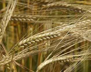 Україна експортувала з початку 2016/17 МР понад 37 млн тонн зерна