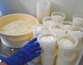 У львівському селі вироблятимуть сири за традиційними рецептами