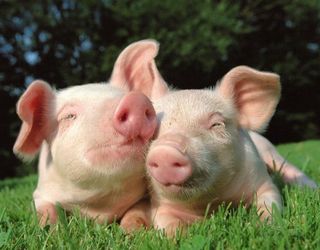 Поголів’я українських свиней у квітні скоротилося до 6,62 млн