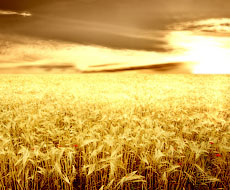 Оцінку врожаю зернових культур в ЄС знижено через заморозки, ‒ Strategie Grains