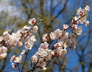 На Житомирщині очікують до 80% втрат урожаю абрикосів і горіхів через заморозки