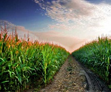 Світовий урожай кукурудзи в 2017/18 МР скоротиться, а в Україні зросте, ‒ USDA