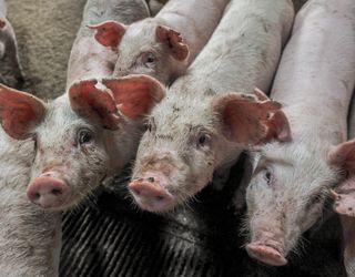 В Україні на 8% поменшало свиней