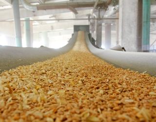 ДПЗКУ в сезоні-2016/17 заготовила близко 2,7 млн тонн зернових