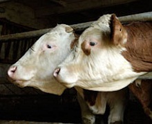 «УкрАгроКом» збільшить молочне стадо до 4,2 тис. голів