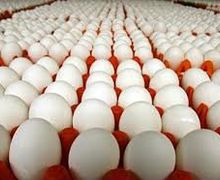 У І півріччі в Україні вироблено майже 8 млрд штук яєць