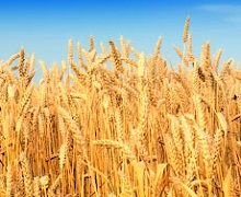 Велика Британія перетворилася на нетто-імпортера пшениці