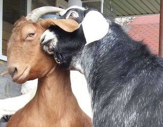 Житомирське фермерське  господарство отримало статус племінного репродуктора з розведення кіз