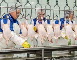 Ірак має намір інвестувати $15 млн у виробництво курятини на Київщині