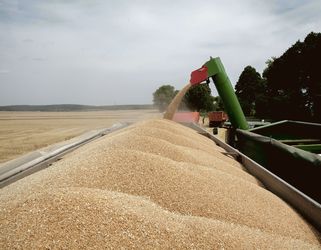 В Україні зібрано 20 млн тонн зерна нового врожаю