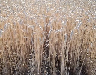 Харківські аграрії намолотили 1,5 млн тонн ранніх зернових