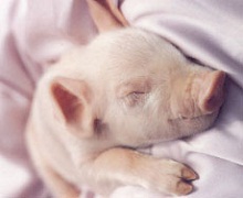Дочірня компанія «Дан-Фарм Україна» збільшила поголів’я свиней на 75%