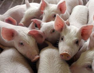 Племзавод «Степний» будує відгодівельник на 1,8 тис. голів свиней
