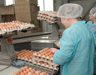 Вітчизняні виробники не скористаються з «яєчної» кризи в Європі