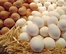 За січень-липень Україна наростила виробництво яєць на 0,9%
