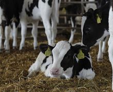 Канада і надалі сприятиме створенню молочних кооперативів на Львівщині