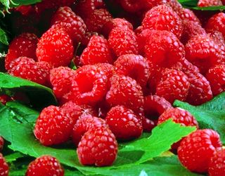 «Укрсадпром» і WNISEF допоможуть просувати на світові ринки українські ягоди і фрукти