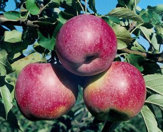В Україні збільшується виробництво яблук сорту Флоріна