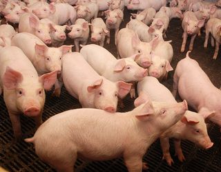 На Полтавщині від АЧС загинуло майже півсотні свиней