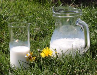 Переробники молока створюють запас міцності на осінньо-зимовий період