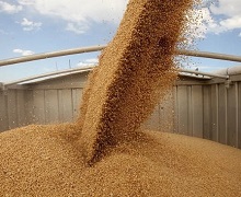 З початку сезону «Прометей» експортував понад 100 тис. тонн зерна