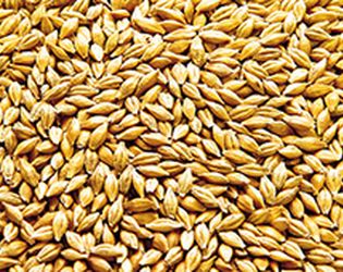 Експорт українського зерна досягнув 9,7 млн тонн