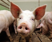 Живець свиней подешевшав на 2,2%