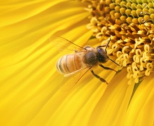 Agricom Group розводить бджіл задля підвищення врожайності культур