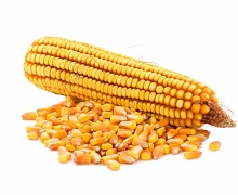 Аграрії зібрали 4,2 млн тонн кукурудзи з 1 млн га