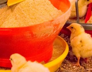 «Дитячі» годівниці допомагають курчатам швидше набирати ринкову вагу