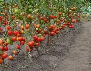 «Органік Сістемс» завершив збирання врожаю томатів