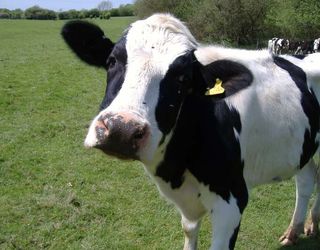 На Полтавщині відкрили міні-ферму на 45 корів