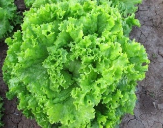 Біопрепарати можуть суттєво збільшити врожайність салатів