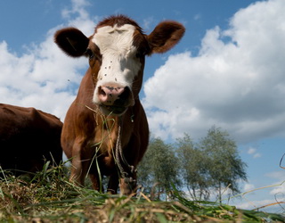 Сімейна ферма на Львівщині планує збільшити поголів’я за рахунок молочних корів
