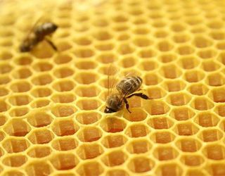 Найбільше меду в Україні виробляється на Житомирщині