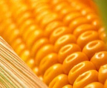 На експорт відправлено 13,5 млн тонн українського зерна