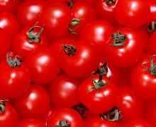 Каховське підприємство збирає з гектару понад 100 тонн томатів