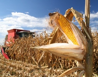 Аграрії Полтавщини зібрали понад 3 млн тонн зерна