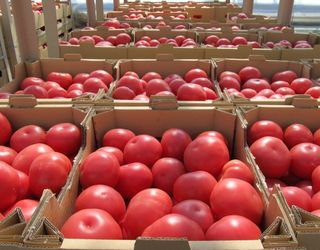 Неналежні умови транспортування призводять до значних втрат томатів