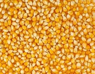 USDA знову зменшило прогнози врожаю та експорту української кукурудзи