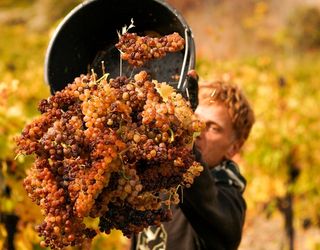 «Масандра» зібрала 17 тис. тонн винограду