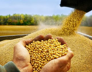 80% сої, що експортують з України, – ГМО