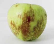 Цьогорічний врожай яблук потребує особливої уваги при зберіганні