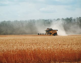 Збирання озимої пшениці впливає на майбутню врожайність її насіння