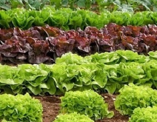 Біопрепарати пришвидшують ріст салатів