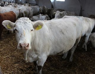 Наступного року на Херсонщині планується створити 17 молочних сімейних ферм