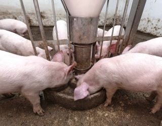 Особливості складання раціону для холостих свиноматок